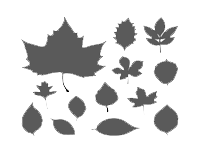 Leaf pickup service icon